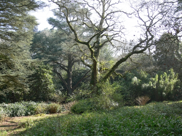 Bois des Moutiers (5) mars 2012